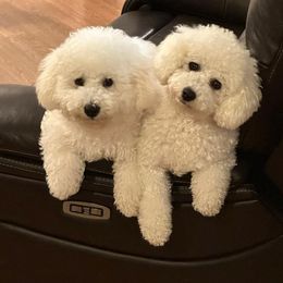 Bichon Frise Puppies from Charming Bichons