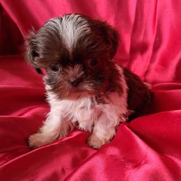 Peanut - Chocolate and tan male Shih Tzu puppy in Sulpher Springs, Texas from Pams Precious Shih Tzus
