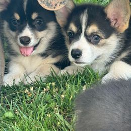 Pembroke Welsh Corgi Puppies from Griswold Pembroke Welsh Corgis