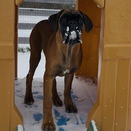 Coming Soon! Chloe - Boxer
