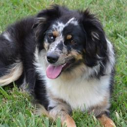 Raine - Miniature Australian Shepherd