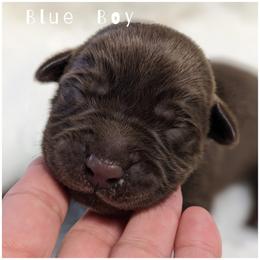 Goldendoodle, Labradoodle, Labrador Retriever, Poodle, and Sheepadoodle Puppies from Apple Creek Doodles