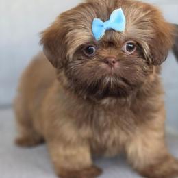 Lou Lou Who - Liver male Shih Tzu puppy in Jenks, Oklahoma from Northstar Shih Tzu
