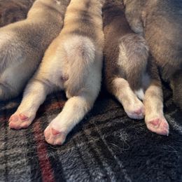 Siberian Husky Puppies from Final Siberians