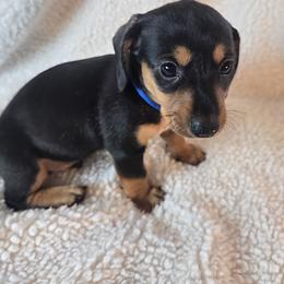 Boy 1 - Black and tan male Dachshund puppy in Burnet, Texas from Reyes Homestead Mini Dachsunds