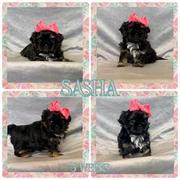 Sasha - Black and tan female Shih Tzu puppy in Yelm, Washington from Lala's All Star Shih Tzu