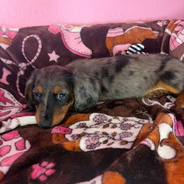 Spotty - Dapple male Dachshund puppy in Lake City, Florida from My Ditzy Doxies of Florida