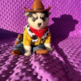 Wolf - Black and white male Pomsky puppy in Bucyrus, Missouri from Hill Top Pomskies