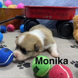 Monika - Sable female Pembroke Welsh Corgi puppy in Apison, Tennessee from Ashmore Corgis