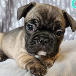 French Bulldogs from Grundy's Canines