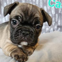 French Bulldogs from Grundy's Canines
