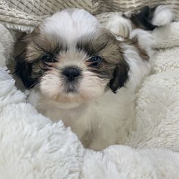 Shih Tzu Puppies from Willow Lane Shih Tzus