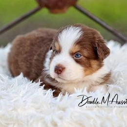 Huck - Red tri-color male Australian Shepherd puppy in Olivehurst, California from Double M Aussies