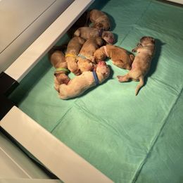 Golden Retriever Puppies from Pura Vida Golden Retrievers