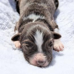 Tan collar -Birdie - Brown and white female Aussiedoodle puppy in Coulee City, Washington from Mr and Mrs Doodle Farm