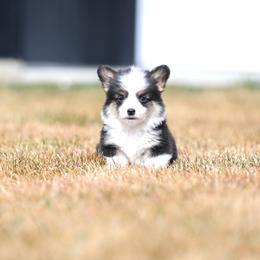 Def Leppard - Black and tan male Pembroke Welsh Corgi puppy in Mona, Utah from Sorensen Corgis