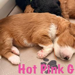 Girl 2 - Black female Bernedoodle puppy in Moulton, Alabama from Triple W Doodles