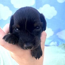Rex - Black and tan male Dachshund puppy in Dyess Afb, Texas from Story Dachshunds