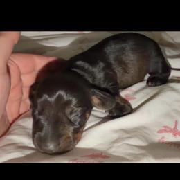 A - Wild boar male Dachshund puppy in Livingston, Kentucky from Illyria Dox & GSD