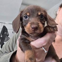 Chocolate and tan wire girl - Chocolate and tan female Dachshund puppy in Declo, Idaho from Dozendachs