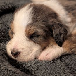 Angel - Grey collar girl - Blue merle female Aussiedoodle puppy in Mc Minnville, Tennessee from WilderAcre