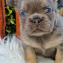 French Bulldogs from Buda Baby Frenchies