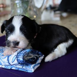 Limoges - Black and white female Havanese puppy in Hamptonville, North Carolina from Alabama Havanese Kennel Tidewater Kennel