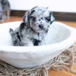 Girl 3 - Blue merle Aussiedoodle puppy in Garland, Kansas from Forester Farms