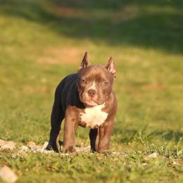 Pluto - Blue male American Bully puppy in Orlinda, Tennessee from SimplyBullies