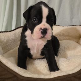 Boy 2 - Brindle male Boxer puppy in Leland, North Carolina from Ocean Breeze Boxers