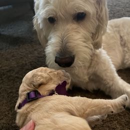 Goldendoodle Puppies from Casita Goldendoodles