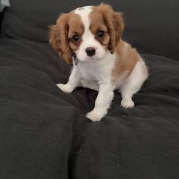 Clover - Blenheim female Cavalier King Charles Spaniel puppy in Oakley, California from Caloobanan Cavaliers