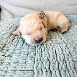 Brown collar - Light golden male Golden Retriever puppy in Lehi, Utah from Open Star Goldens
