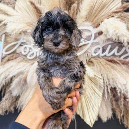 Master Splinter - Merle male Goldendoodle puppy in Pearland, Texas from Posh Paws Puppies
