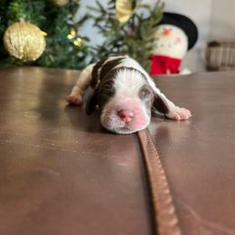 Boy 1 - Tri-Roan male English Springer Spaniel puppy in Wilmer, Alabama from Southbend Springers