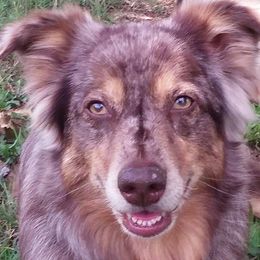 Miniature Australian Shepherd and Toy Australian Shepherd All Grown Up from Gamel’s Ausome Aussies