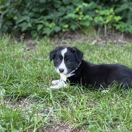 Ella - Black and white female Cardigan Welsh Corgi puppy in Hope, Arkansas from Foxy Knoll Farm