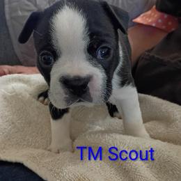 Scout - Black and white male Boston Terrier puppy in Mesa, Arizona from Lehi Valley Boston Terriers