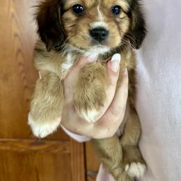 Cavalon Sparkle - white and lemon female Companion Cross puppy in Boardman, Ohio from Taliaferro Kennel