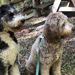 Bernedoodle and Goldendoodle All Grown Up from Bailey Mountain Doodles