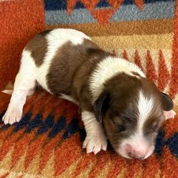 Boy 1 - Dapple male Dachshund puppy in Okeechobee, Florida from HotShot Kennels