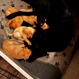 Taken - Black female Labrador Retriever puppy in Sherman, Illinois from Prairie State Labs