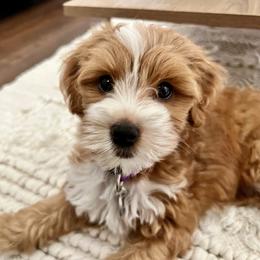 Margo - Goldendoodle