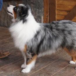 Trigger - Miniature Australian Shepherd