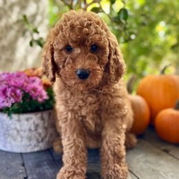 Trixie (Teal) - Red  female Goldendoodle puppy in Rocklin, California from FurEver Yours Goldendoodles