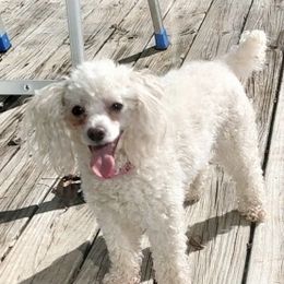 Bellabee - Poodle