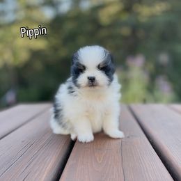 Pippin - Black parti male Pomeranian puppy in Roseburg, Oregon from Dbos Furry Friends
