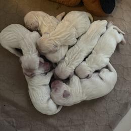 Boy 3 - Light golden male Golden Retriever puppy in Clinton, South Carolina from Happy Home English Cream Golden Retriever Breeders of SC