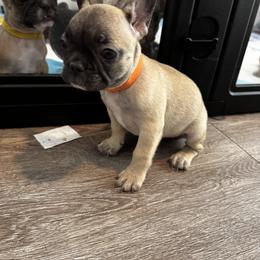Girl 5 - female French Bulldog puppy in Anaheim, California from Brightest Days Ahead