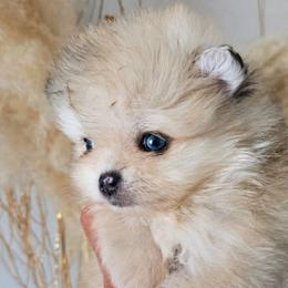 Teddy - Cream male Pomeranian puppy in Los Angeles, California from Pommies of LA